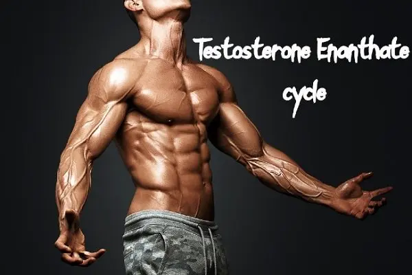 Testosterone Enanthate Cycle for Beginners - Dosage & Results Testosterone Enanthate Cycle for Beginners - Dosage & Results